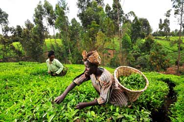 photo d'une femme récoltant les feuilles de thé au Kenya.