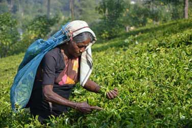 photo d'une femme récoltant les feuilles de thé au Sri Lanka.